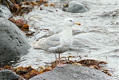 Glaucous-winged Gull